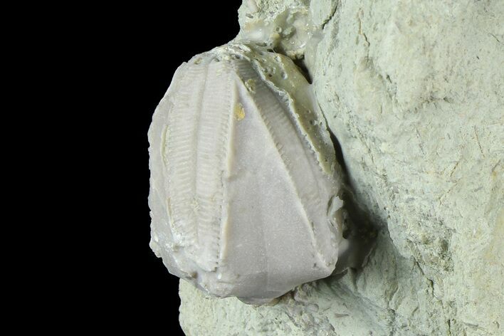 Blastoid (Pentremites) Fossil - Illinois #184102